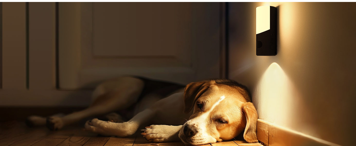 dog night light