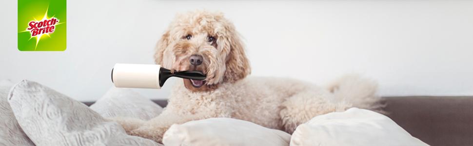 Dog holding pet lint roller