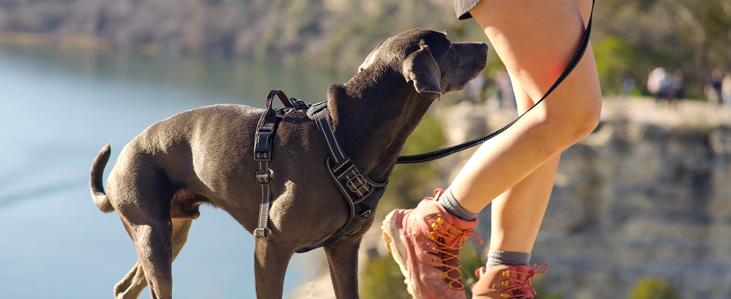 dog harness
