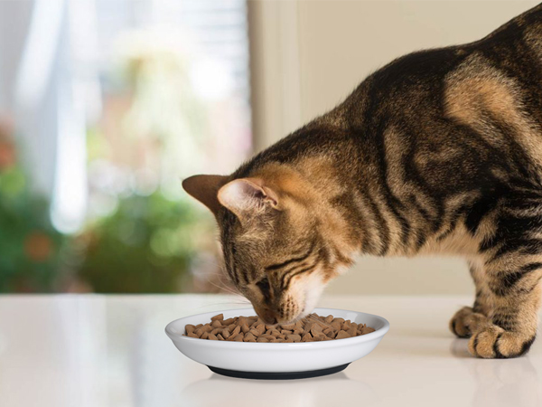 cat plates