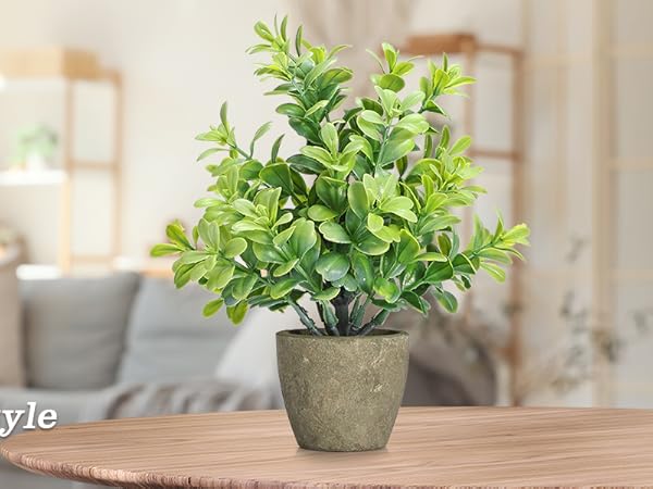 4 potted green plants