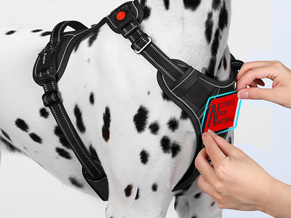 personalized dog harness