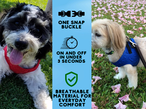 dog harness