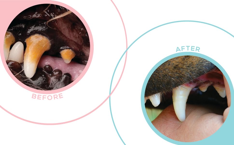 toothbrushes for dogs