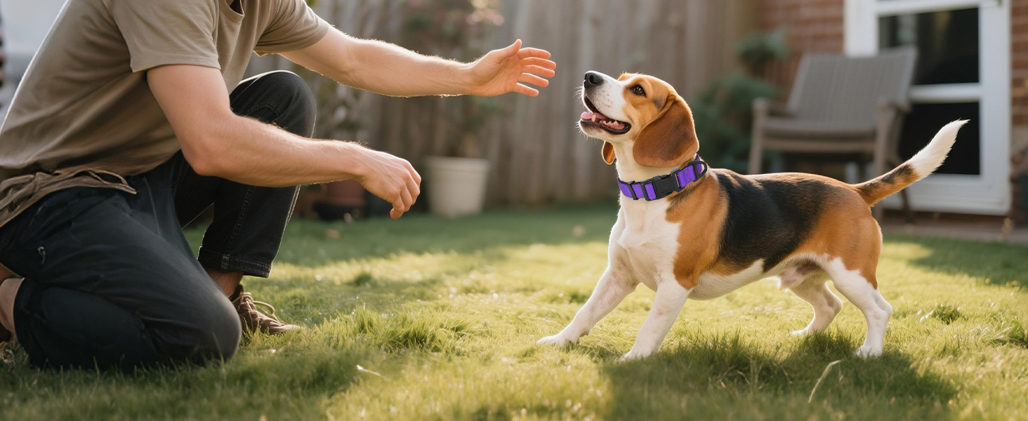 dog collar