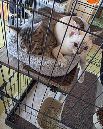 cat bed