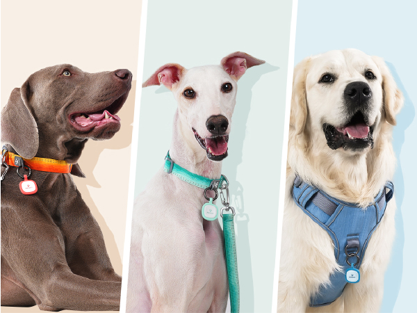 Pawaii Code Pet ID Tag, Silent Silicone Dog ID Tag, Modifiable Pet Online Profile