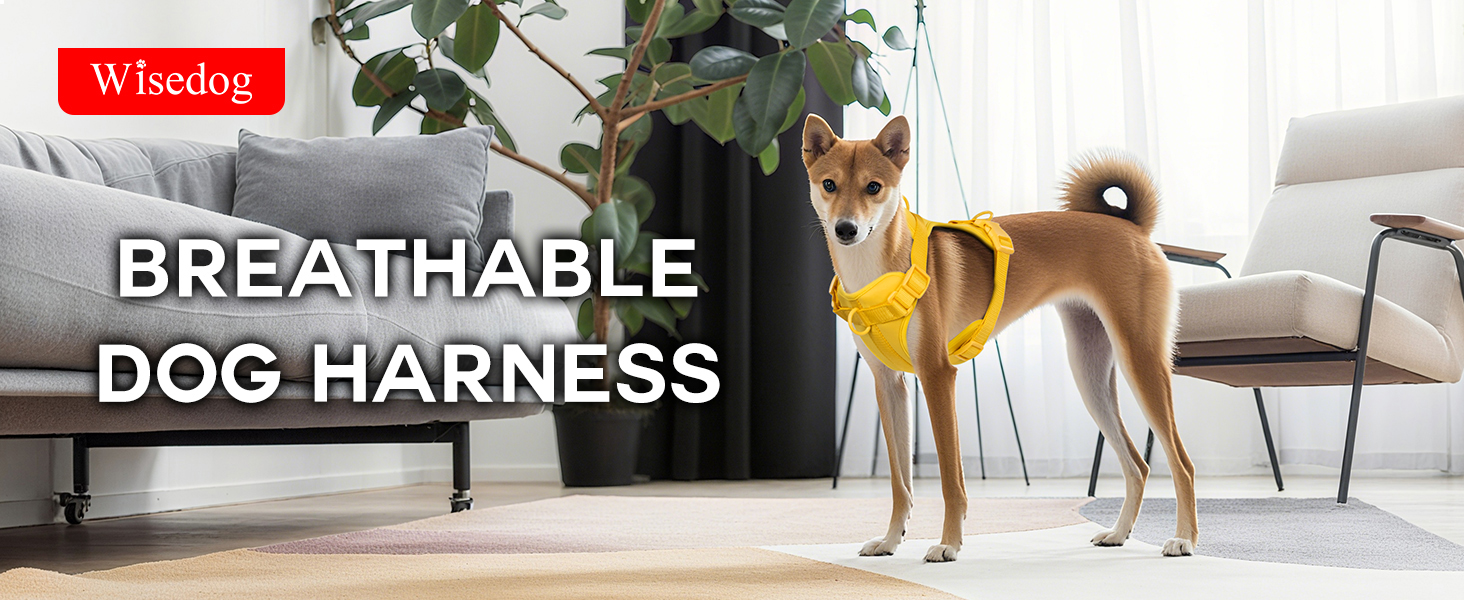 dog harness