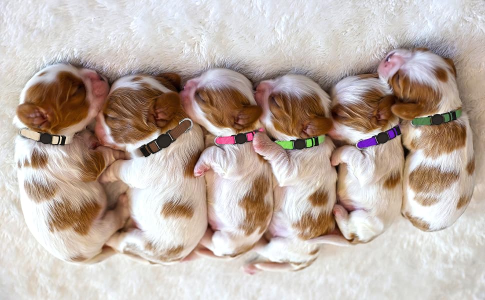 puppy collars for small puppies