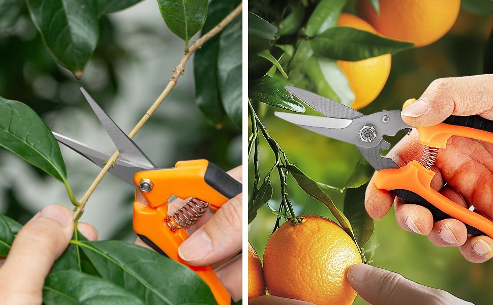 Pruning Shears