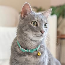 a cat stairing