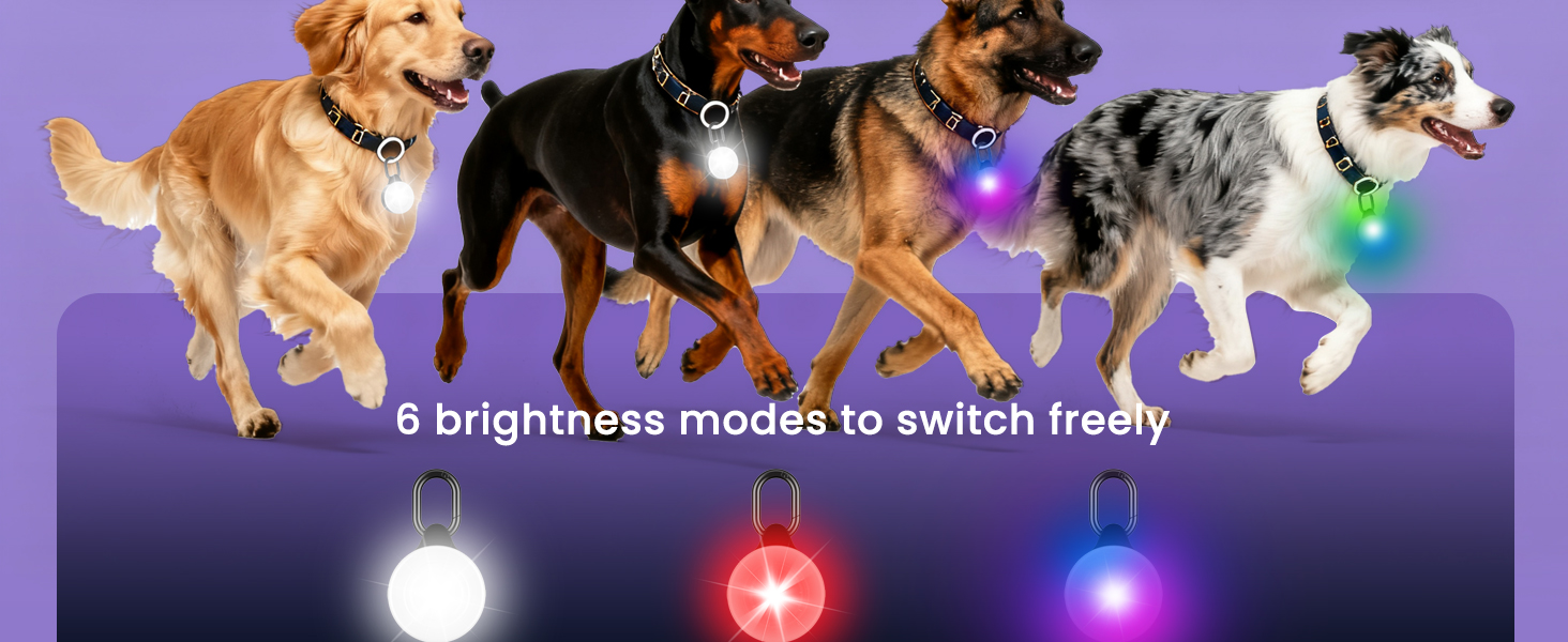 led dog collar