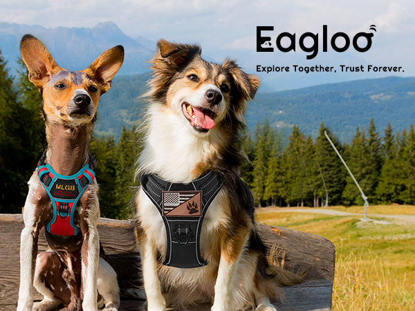 dog harness