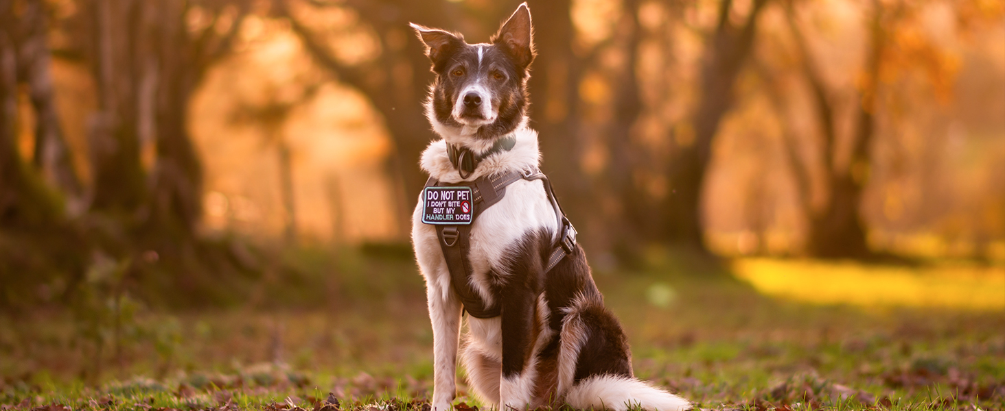 dog harness