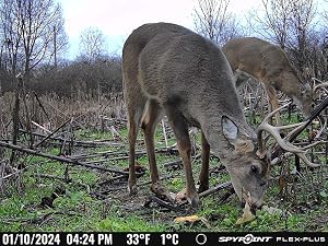 FLEX-PLUS cellular trail camera picture of whitetail deer