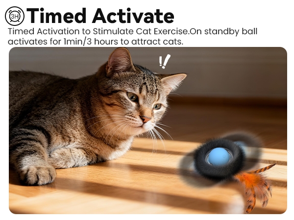 cat toy