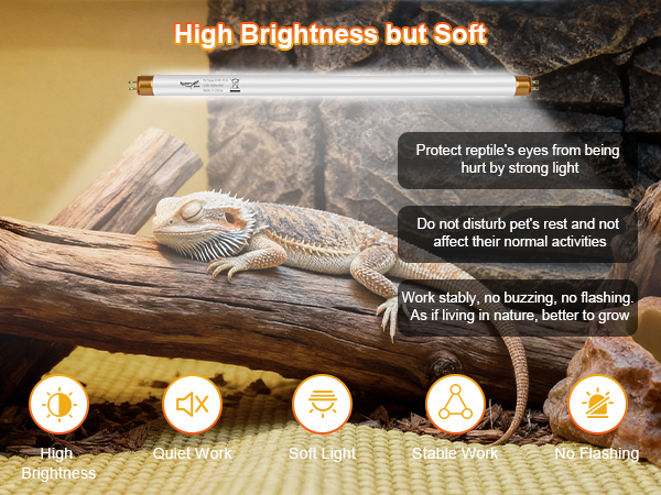 bearded dragon tank accessories