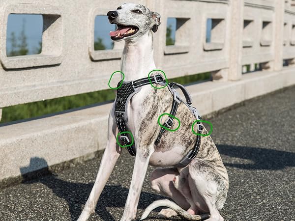 escape proof dog harness