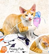 cat toys