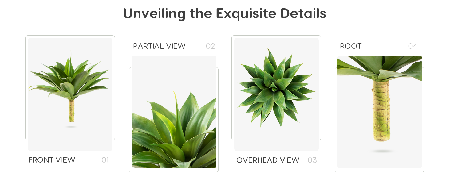 Unveiling the Exquisite Details