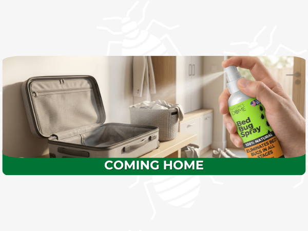 Travel bed bug spray for hotel mattresses