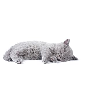 cat kitten clean litter box