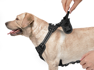 dog harness