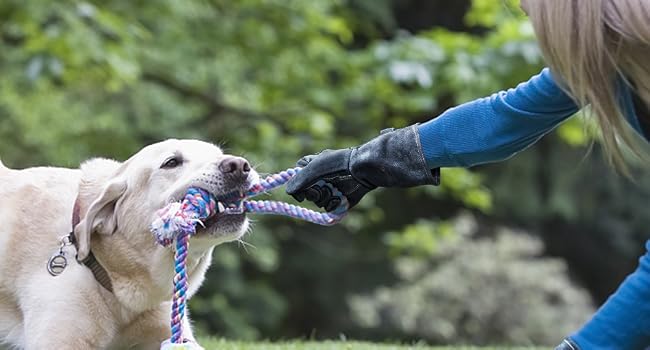 a woman playing with a dog on a leash.