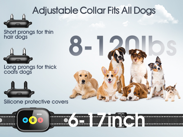 dog training collar