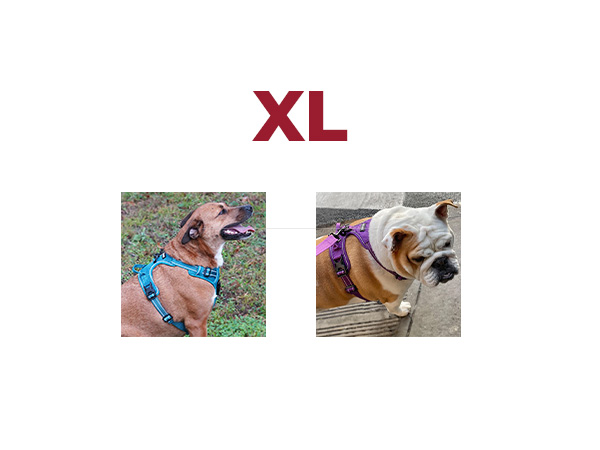 pulling harness for dogs