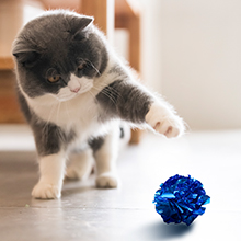jouet interactif pour chat