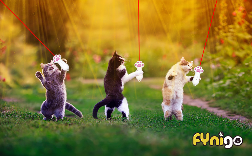 cat toys