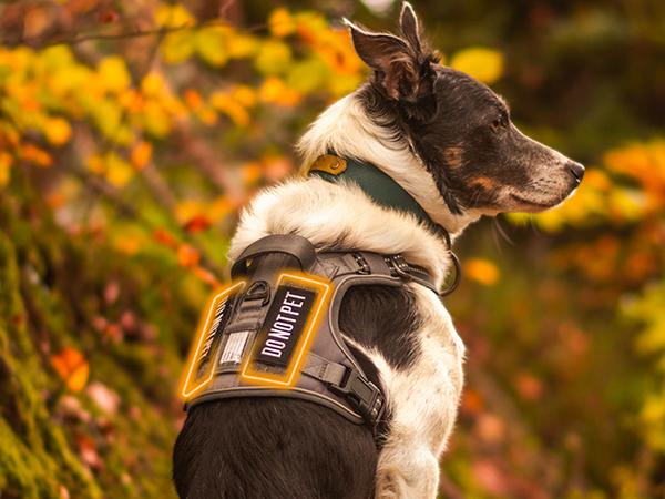 dog harness