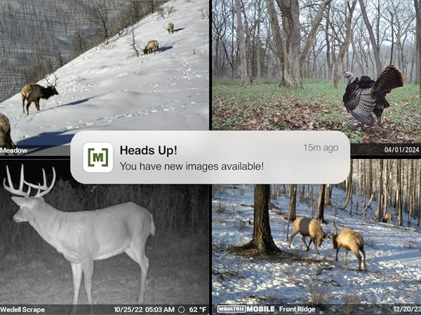 Photos of deer