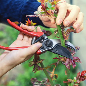 pruner