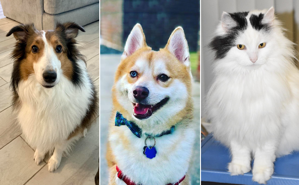 hair dryer brush blow dryer dog grooming slicker brush for dogs dog dryer hair brush blow dryer