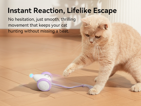 cat toys mouse