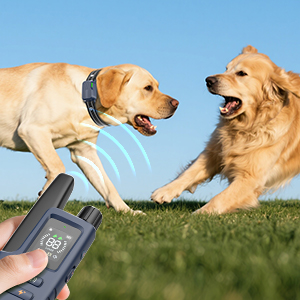 dog training collar