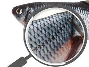 fish toy for cats