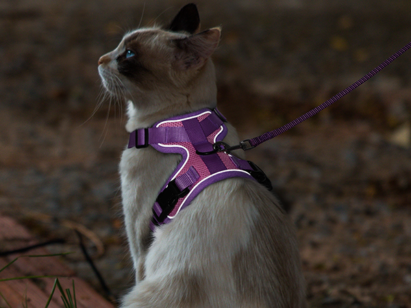 cat harness