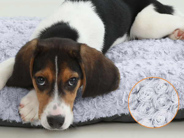 dog bed