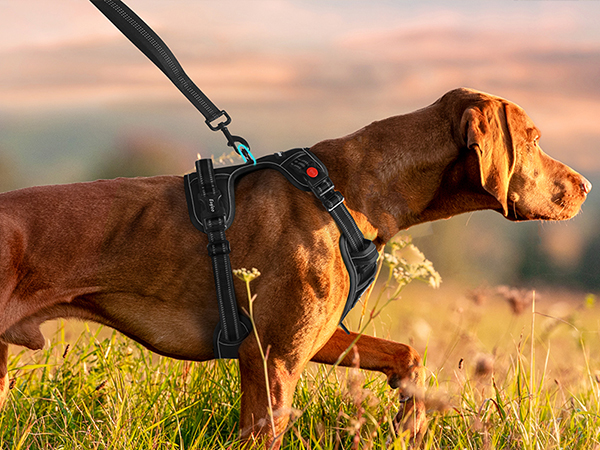no pull dog harness