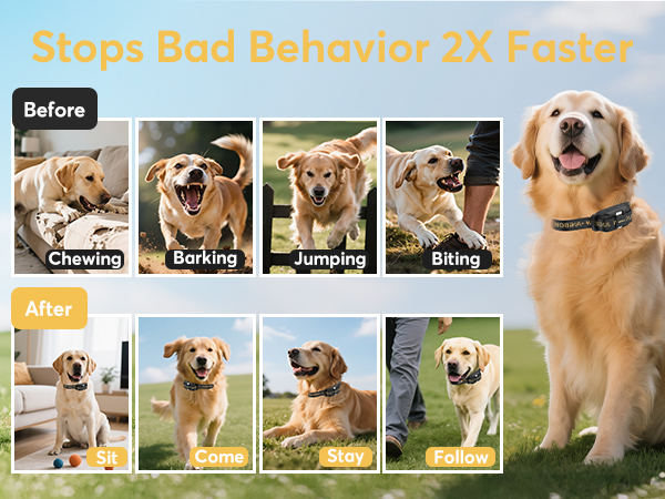 e collar for dogs training