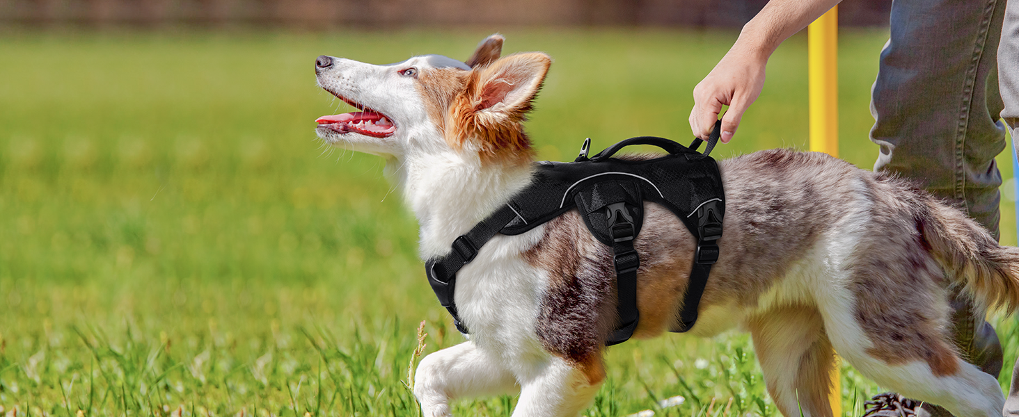 dog harness