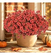 Artificial Faux Mums Flowers Plants for Outdoors Fall Decor,12 Bundles Fake Mums Plastic Silk Flo...
