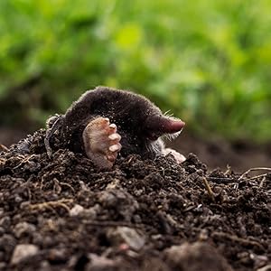 Sensitive Trigger Quickly Kills Moles