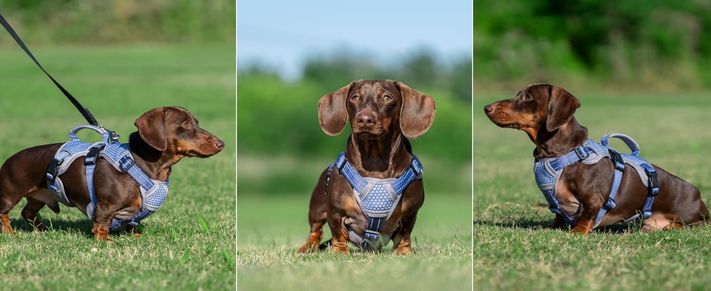 no slip dog harness escape proof