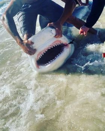 shark, braided fishing line, saltwater