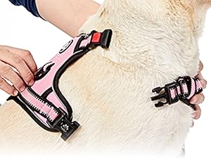 dog harness