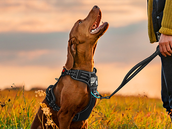 no pull dog harness